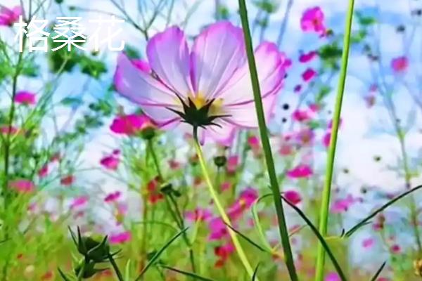 大波斯菊与格桑花有什么区别，品种、株高、花期等方面均不同
