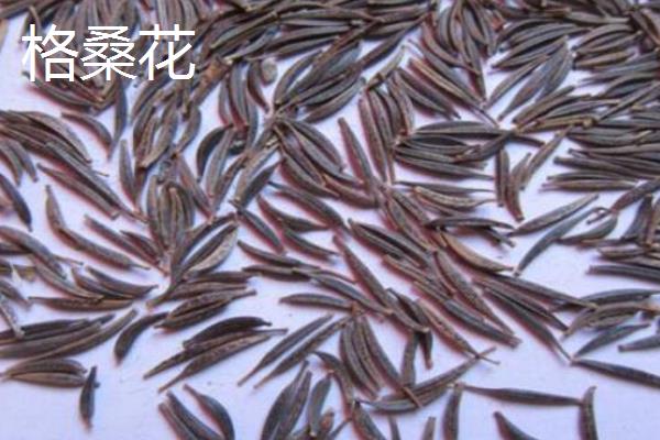 大波斯菊与格桑花有什么区别，品种、株高、花期等方面均不同