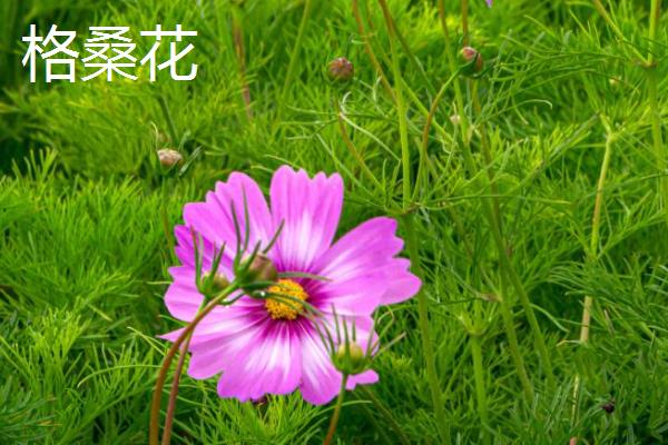 大波斯菊与格桑花有什么区别，品种、株高、花期等方面均不同