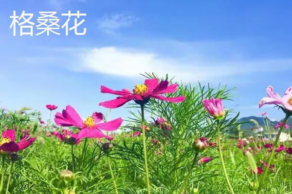 大波斯菊与格桑花有什么区别，品种、株高、花期等方面均不同