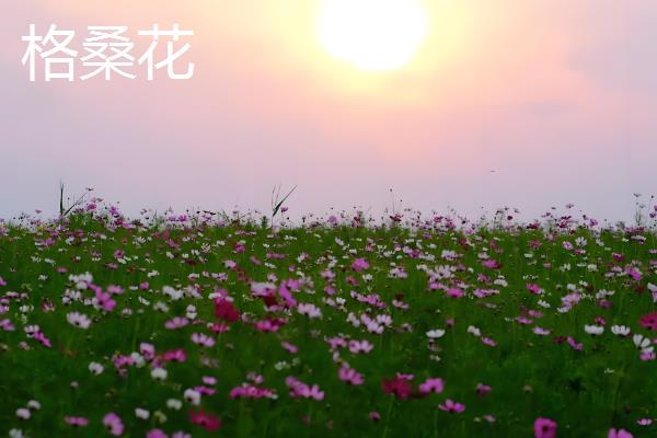 大波斯菊与格桑花有什么区别，品种、株高、花期等方面均不同