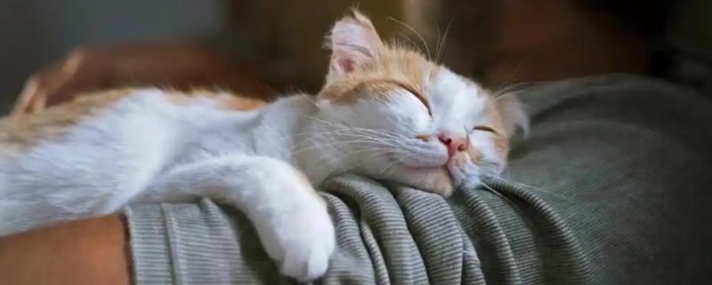 猫难产分为哪几种,常见产力性难产、产道性难产、胎儿性难产