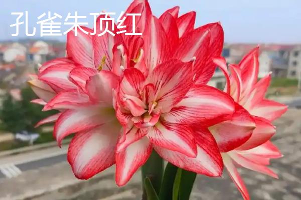 哪种朱顶红比较好看，孔雀、花瓶、爱神等品种非常美观