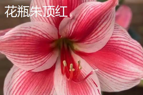 哪种朱顶红比较好看，孔雀、花瓶、爱神等品种非常美观