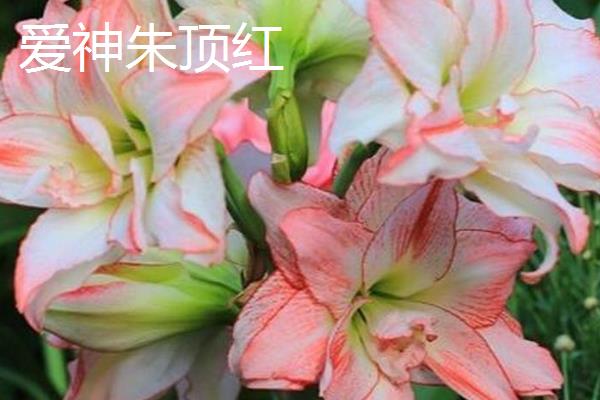 哪种朱顶红比较好看，孔雀、花瓶、爱神等品种非常美观