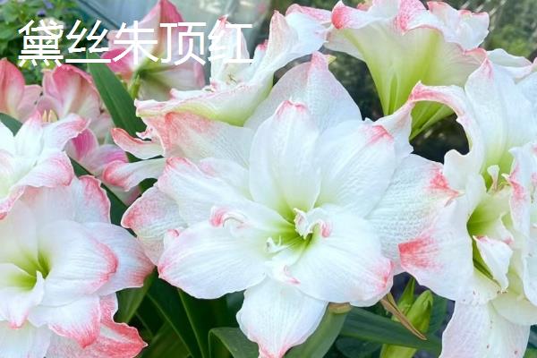 哪种朱顶红比较好看，孔雀、花瓶、爱神等品种非常美观