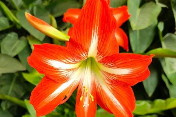 哪种朱顶红比较好看，孔雀、花瓶、爱神等品种非常美观