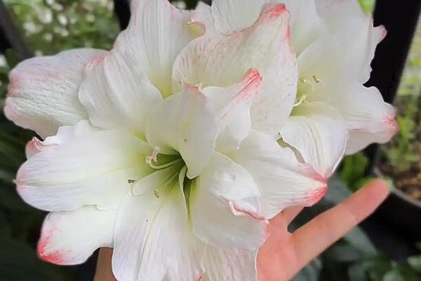 哪种朱顶红比较好看，孔雀、花瓶、爱神等品种非常美观