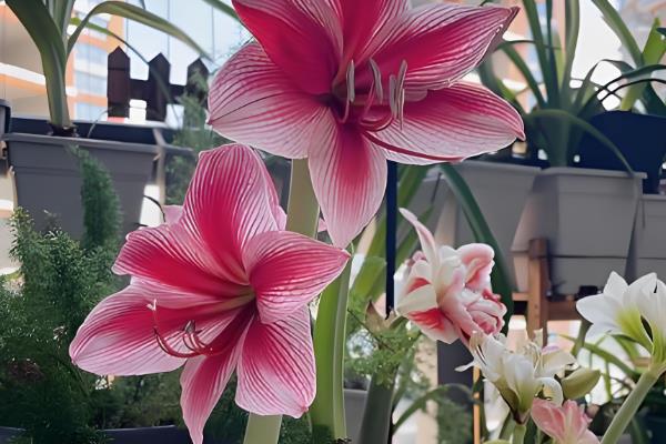 哪种朱顶红比较好看，孔雀、花瓶、爱神等品种非常美观