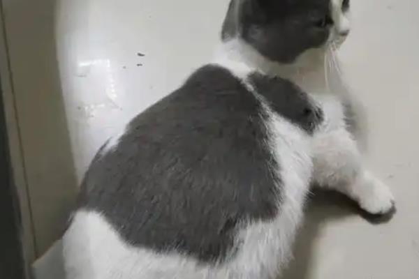 猫难产分为哪几种，常见产力性难产、产道性难产、胎儿性难产