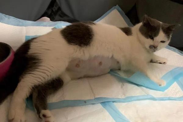 猫难产分为哪几种，常见产力性难产、产道性难产、胎儿性难产