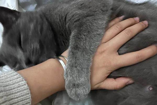 猫难产分为哪几种，常见产力性难产、产道性难产、胎儿性难产
