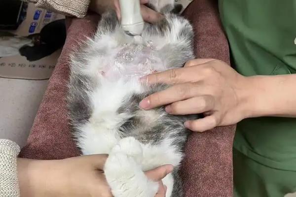 猫难产分为哪几种，常见产力性难产、产道性难产、胎儿性难产