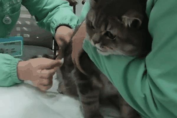猫难产分为哪几种，常见产力性难产、产道性难产、胎儿性难产