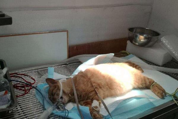 猫难产分为哪几种，常见产力性难产、产道性难产、胎儿性难产