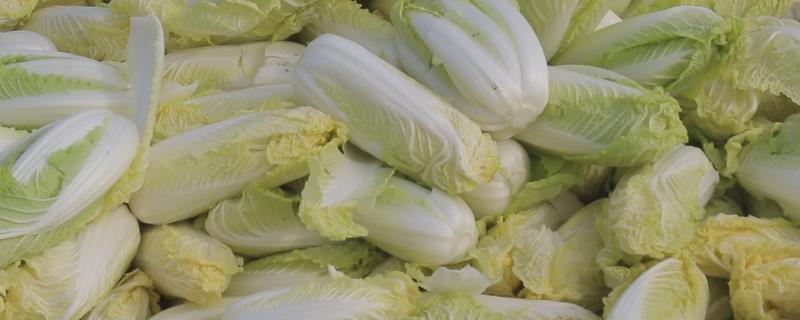 娃娃菜的栽培技术，温度通常控制在20-25℃