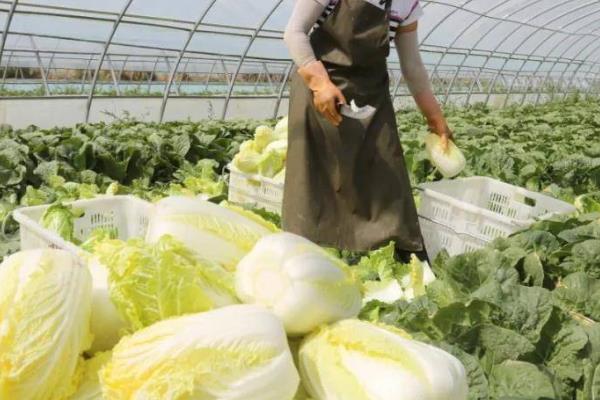 娃娃菜的栽培技术，温度通常控制在20-25℃