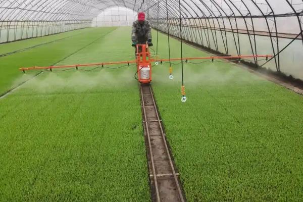 娃娃菜的栽培技术，温度通常控制在20-25℃