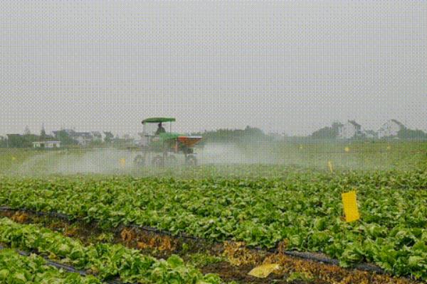 娃娃菜的栽培技术，温度通常控制在20-25℃