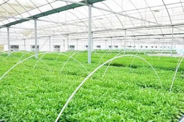 娃娃菜的栽培技术，温度通常控制在20-25℃