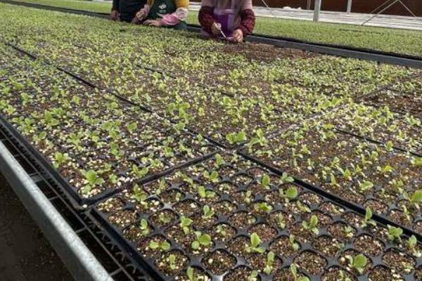 娃娃菜的栽培技术，温度通常控制在20-25℃