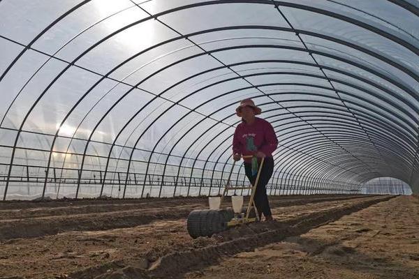 娃娃菜的栽培技术，温度通常控制在20-25℃
