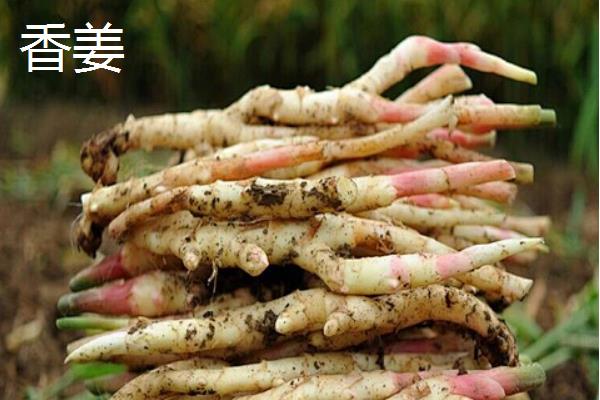 湖南永州土的特产，有异蛇酒、江永五香等