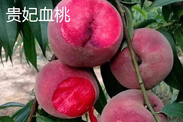 血桃的品种介绍，常见的有荔波血桃、贵妃血桃等