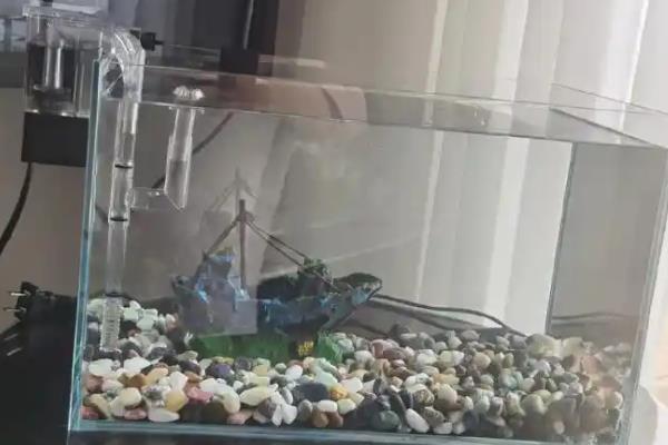 鱼缸哪种背景色可以显得水透，适合选择蓝色、绿色等偏深的颜色