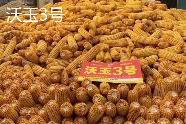 玉米有什么高产品种，沃玉3号、登海618等品种的产量较高