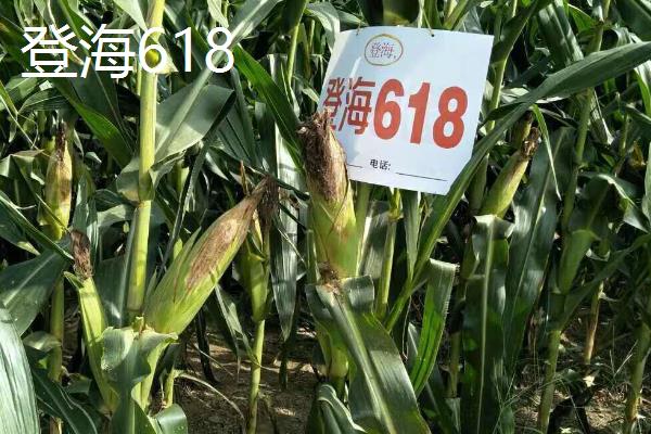 玉米有什么高产品种，沃玉3号、登海618等品种的产量较高