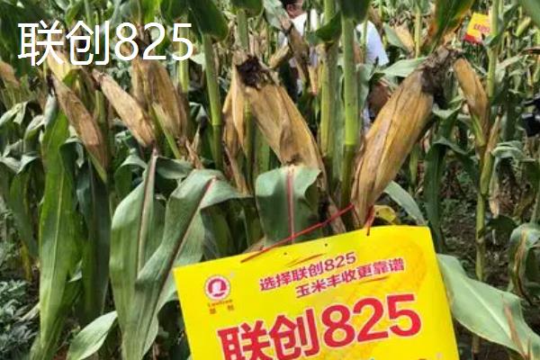 玉米有什么高产品种，沃玉3号、登海618等品种的产量较高