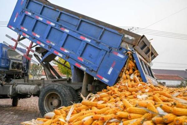 玉米有什么高产品种，沃玉3号、登海618等品种的产量较高