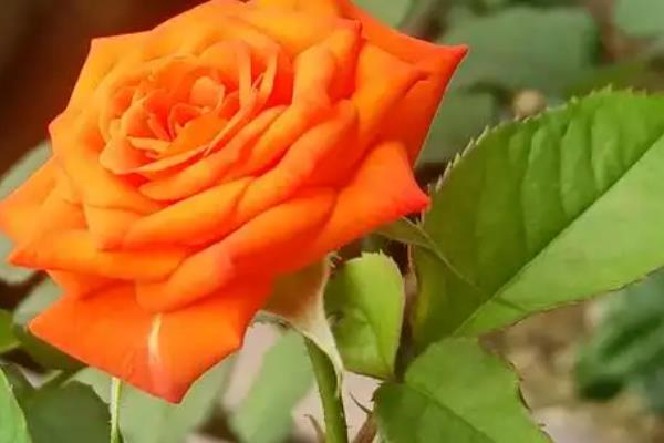 橙色玫瑰花代表的含义是什么，寓意沉默的爱、温暖等