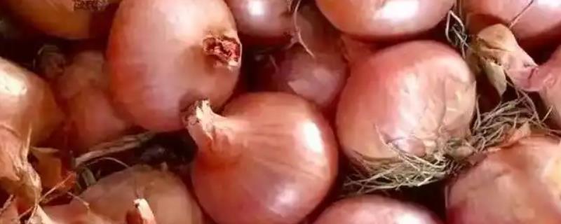什么时候种植葱头，在9月份上中旬种植可提高发芽率