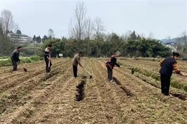 什么时候种植葱头，在9月份上中旬种植可提高发芽率
