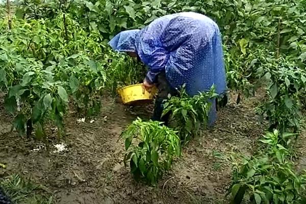 辣椒移栽后用哪种肥提苗，可以使用农家肥