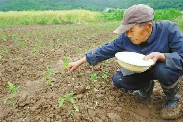 辣椒移栽后用哪种肥提苗，可以使用农家肥