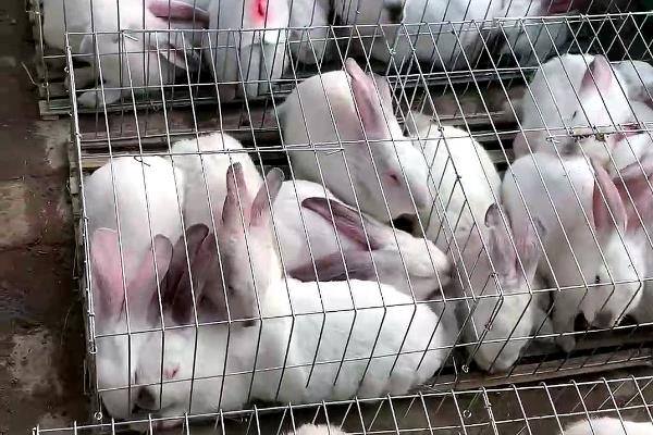 种兔如何正确挑选，一定要选择优良品种