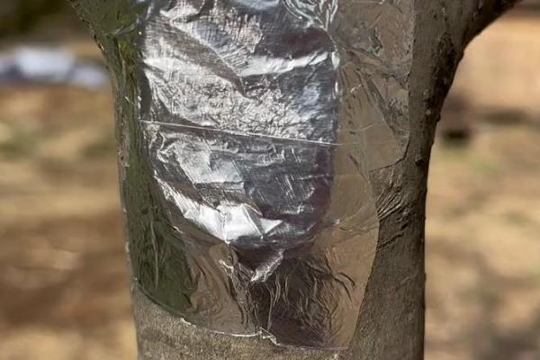 树木破皮能不能自愈，小面积破皮能自愈