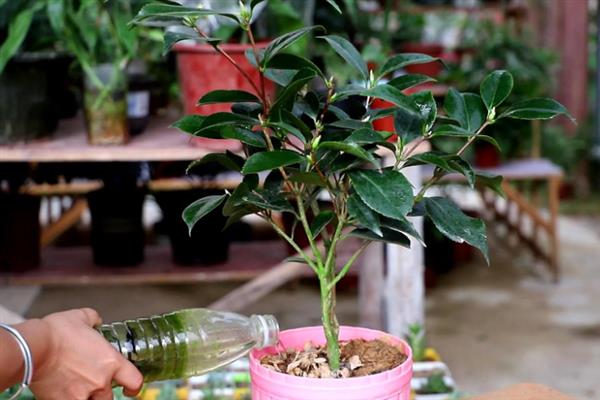 茶花夏天养殖注意事项，适宜的生长温度在20-25度