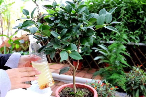 茶花夏天养殖注意事项，适宜的生长温度在20-25度