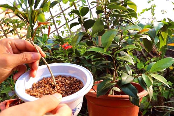 茶花夏天养殖注意事项，适宜的生长温度在20-25度