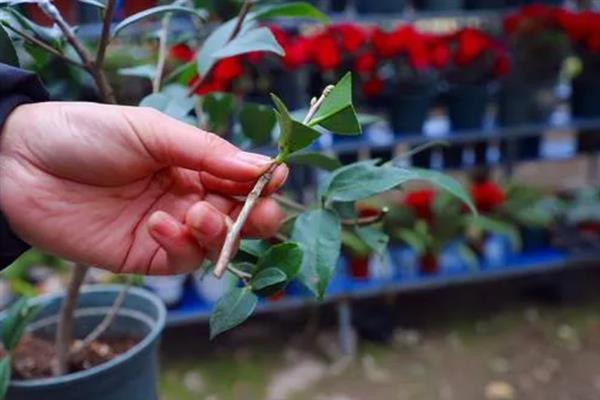 茶花夏天养殖注意事项，适宜的生长温度在20-25度