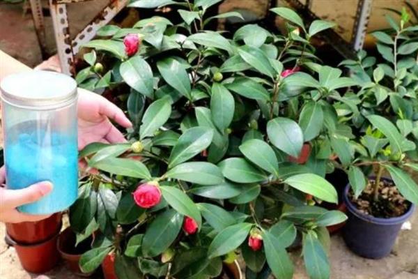 茶花夏天养殖注意事项，适宜的生长温度在20-25度