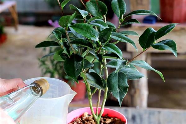 茶花夏天养殖注意事项，适宜的生长温度在20-25度
