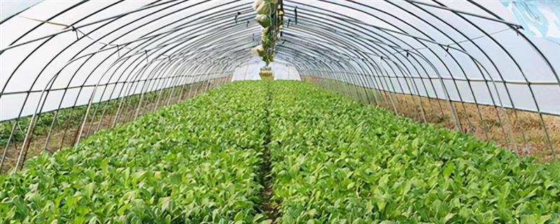 蔬菜大棚的建造价格，不同材质、类型的大棚造价有区别