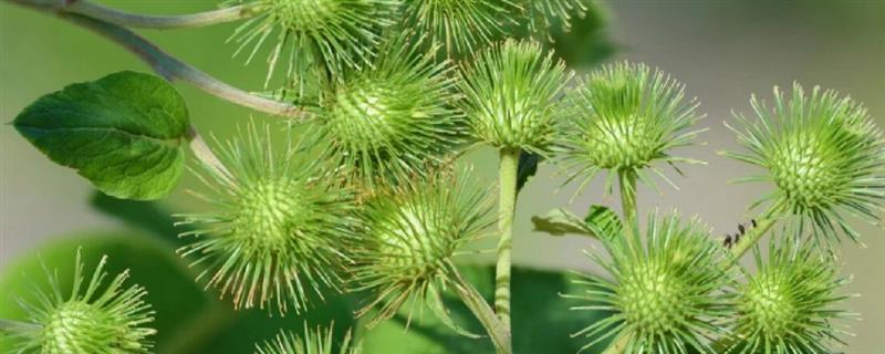 牛蒡怎么管理，生长期间需中耕除草4-5次