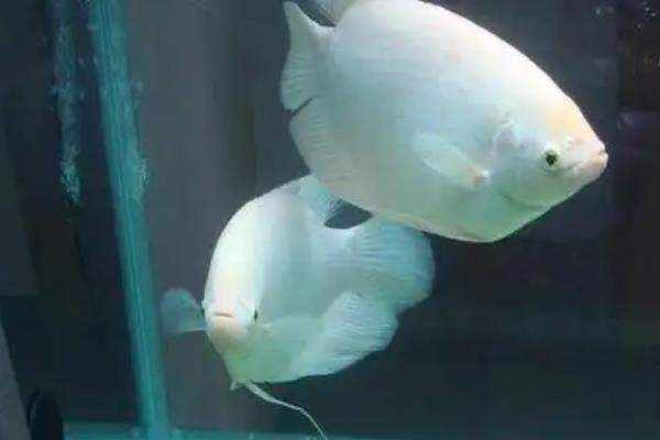 招财鱼是否容易繁殖，环境适宜才能正常繁殖