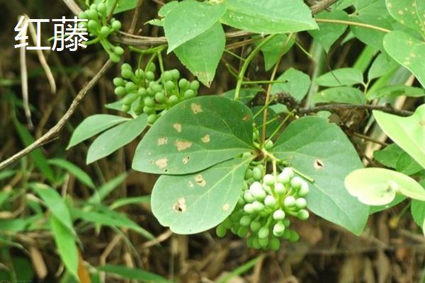 红藤和鸡血藤有什么区别，科属、外形均不同